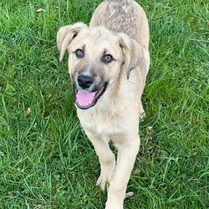 Baloo, Adoptable, Young Male Labrador Retriever & Mixed Breed.