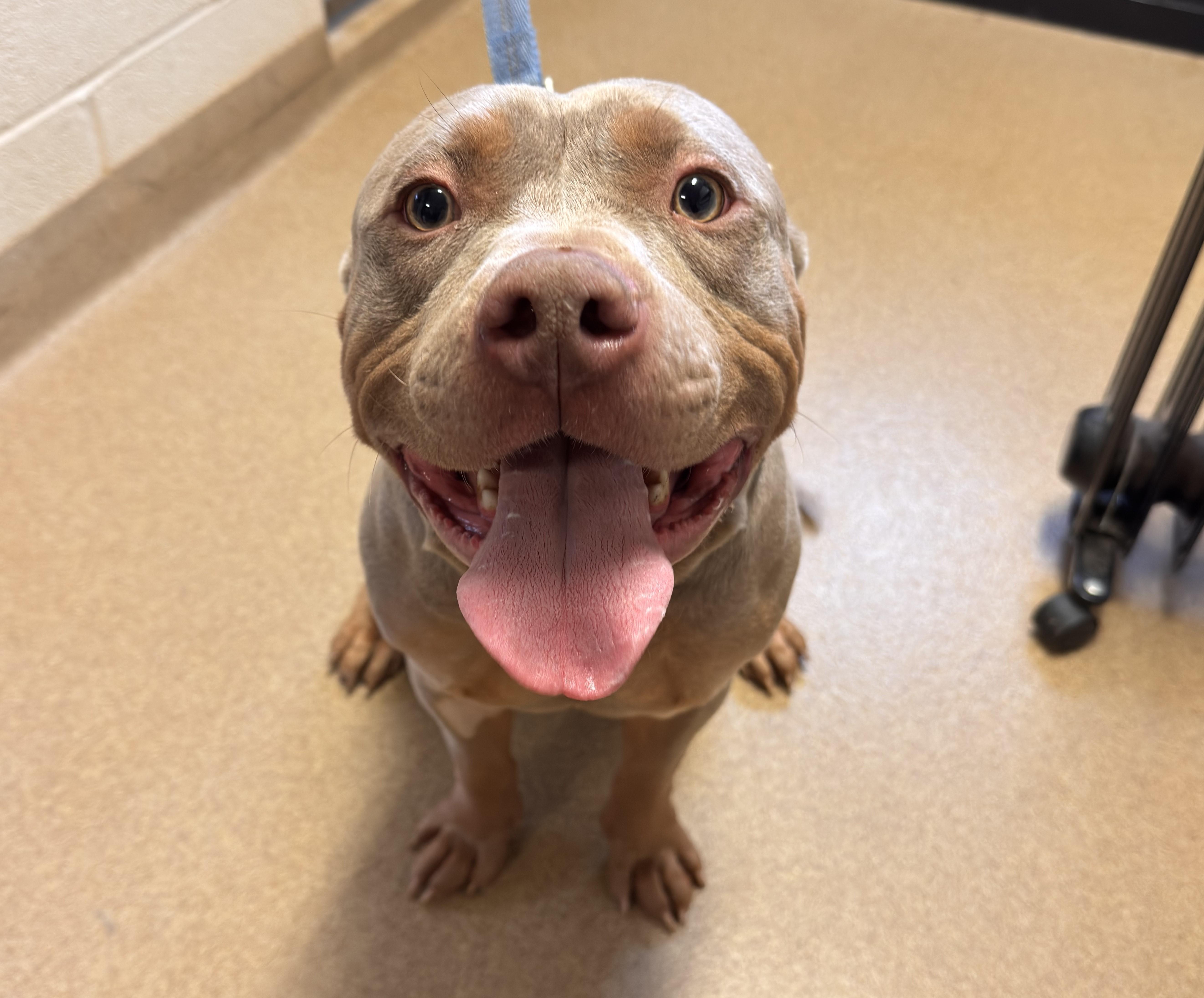 Enlarge Kilo, a ADOPTABLE mixed breed in Kearneysville, WV image 3/3