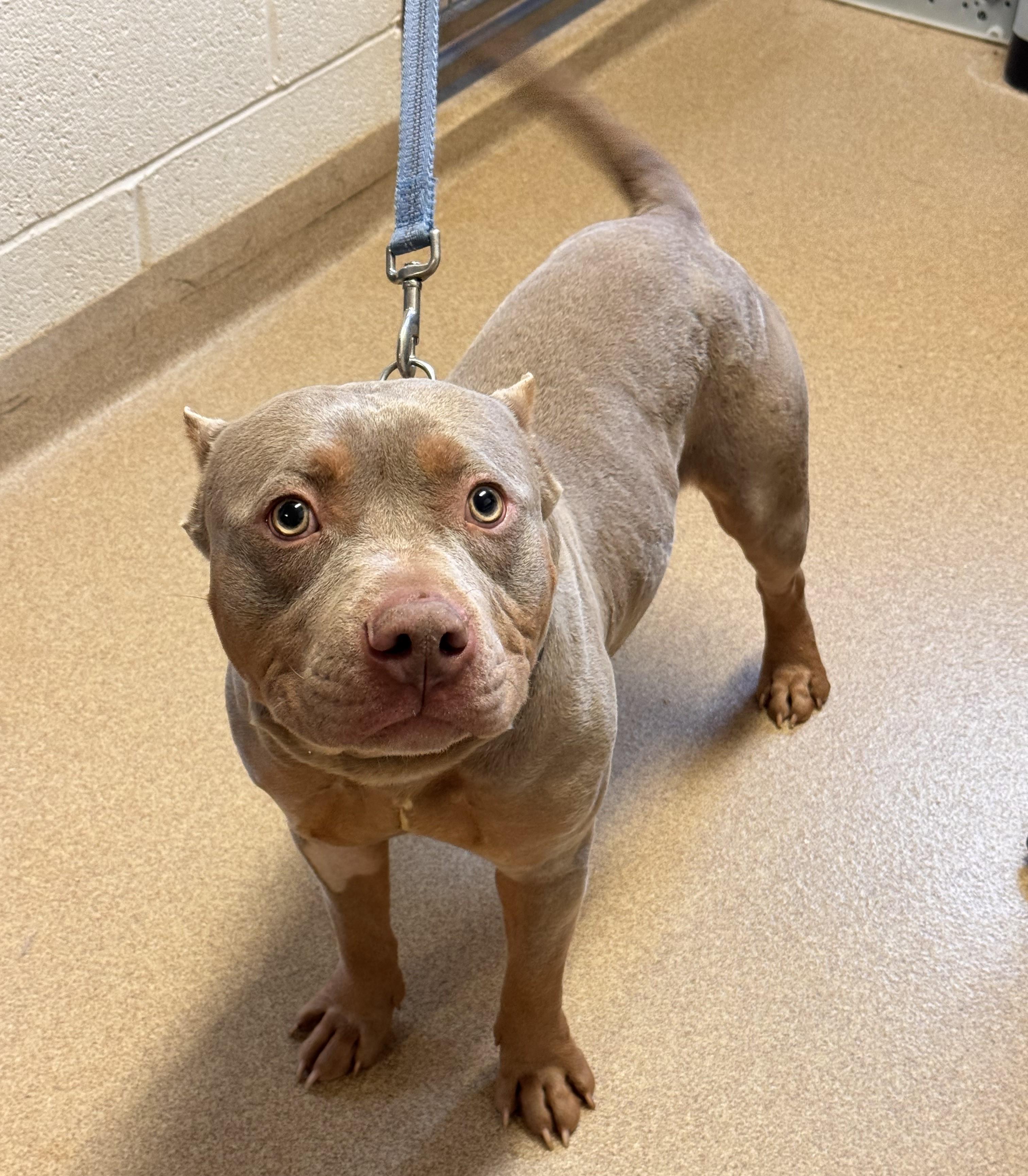 Enlarge Kilo, a ADOPTABLE mixed breed in Kearneysville, WV image 2/3