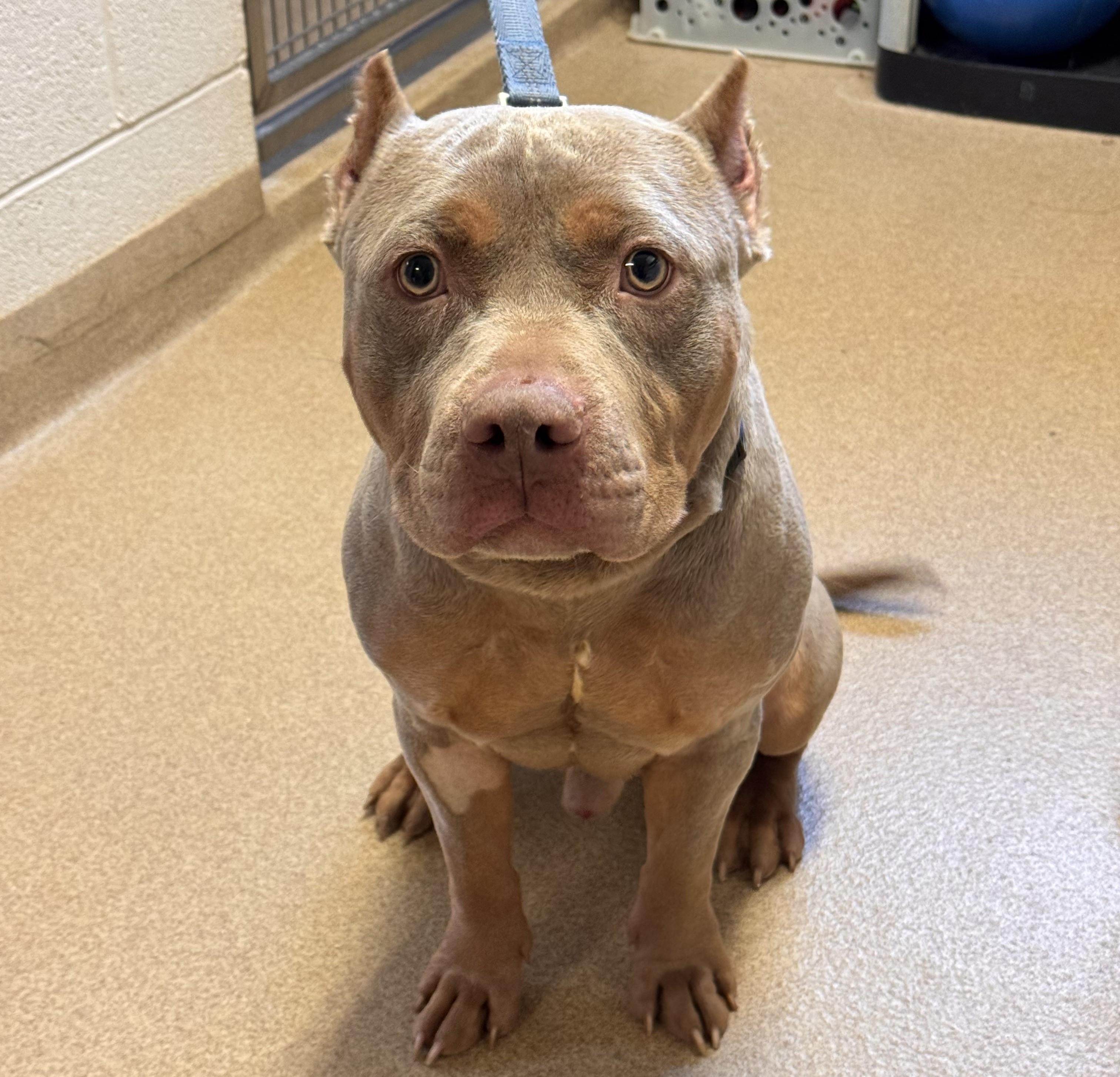 Kilo, ADOPTABLE, Adult Male American Bully.