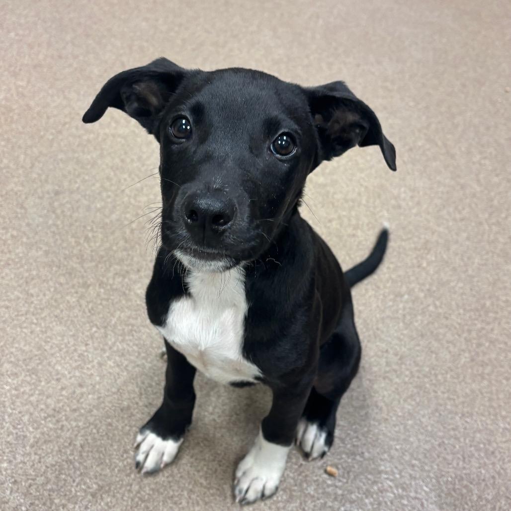 Bark Vader, Adoptable, Puppy Male Black Labrador Retriever.