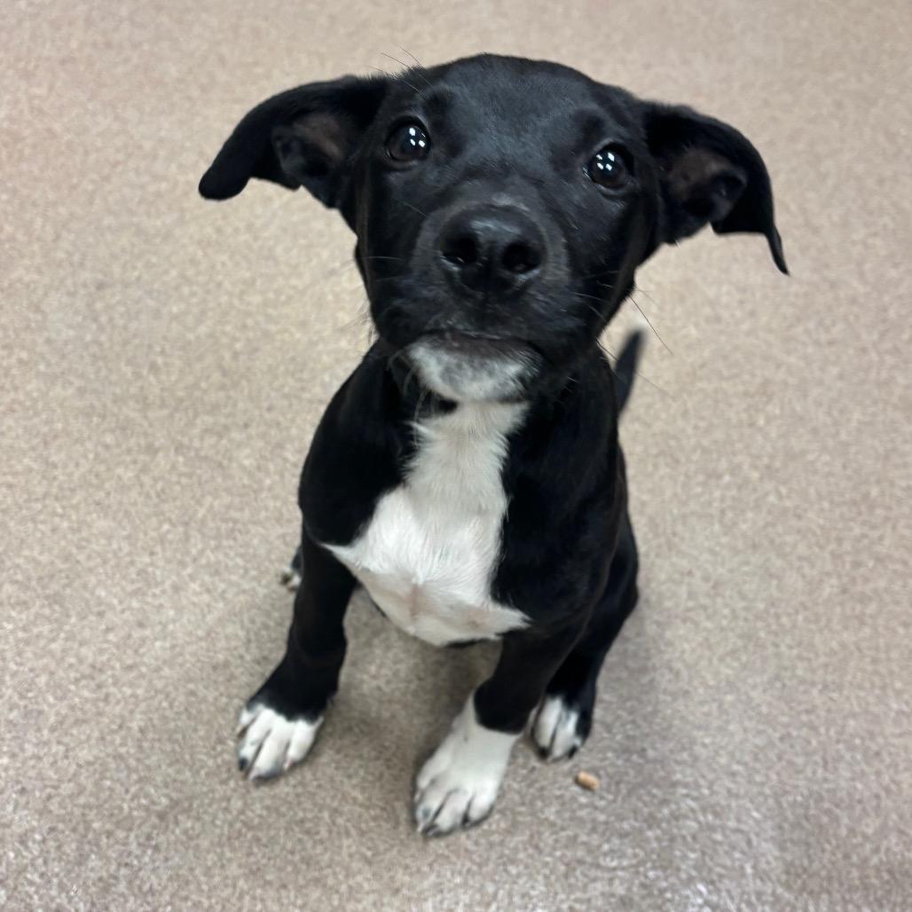 Enlarge Bark Vader, a Adoptable Black Labrador Retriever in Hinesville, GA image 2/4