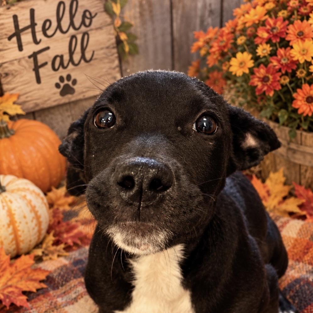 Enlarge Bark Vader, a Adoptable Black Labrador Retriever in Hinesville, GA image 3/4