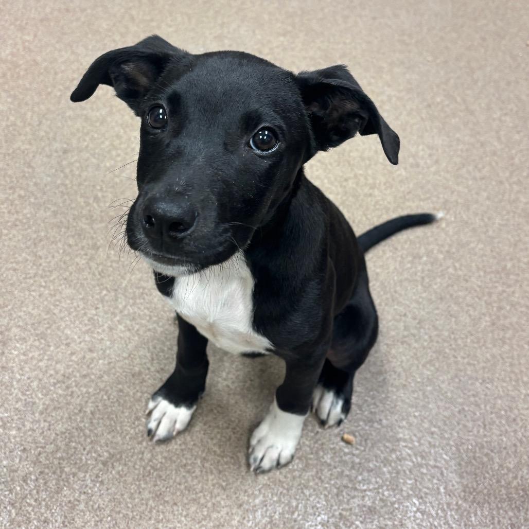 Enlarge Bark Vader, a Adoptable Black Labrador Retriever in Hinesville, GA image 4/4