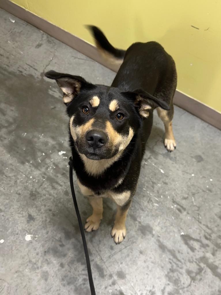 Pacha, Adoptable, Young Female Husky & Shepherd.