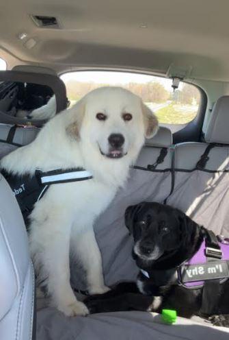 Enlarge Smiley, a Adoptable mixed breed in Mocksville, NC image 2/5