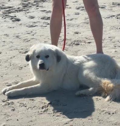 Enlarge Smiley, a Adoptable mixed breed in Mocksville, NC image 3/5