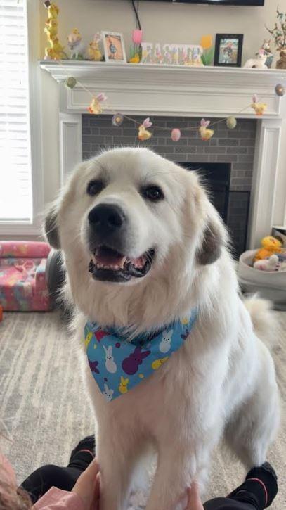 Enlarge Smiley, a Adoptable mixed breed in Mocksville, NC image 4/5