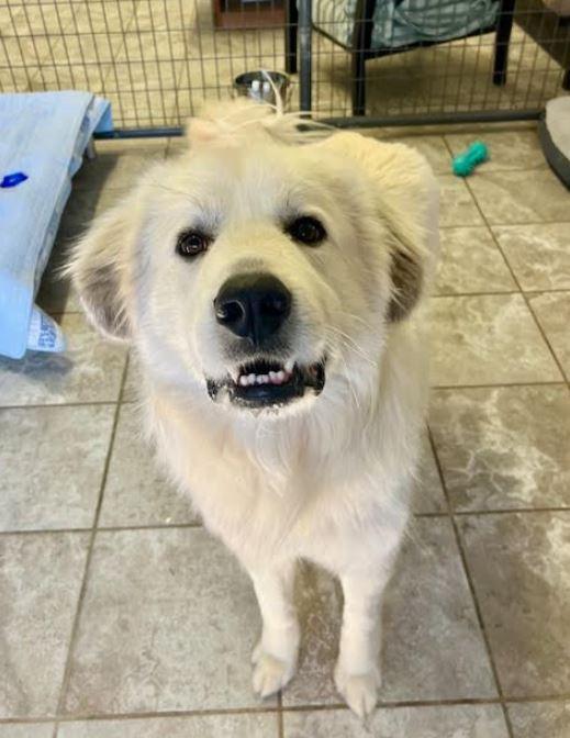 Enlarge Smiley, a Adoptable mixed breed in Mocksville, NC image 5/5
