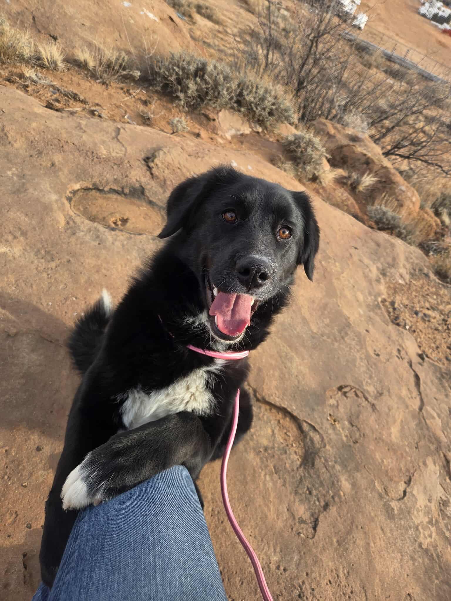 Brielle, ADOPTABLE, Adult Female Border Collie.
