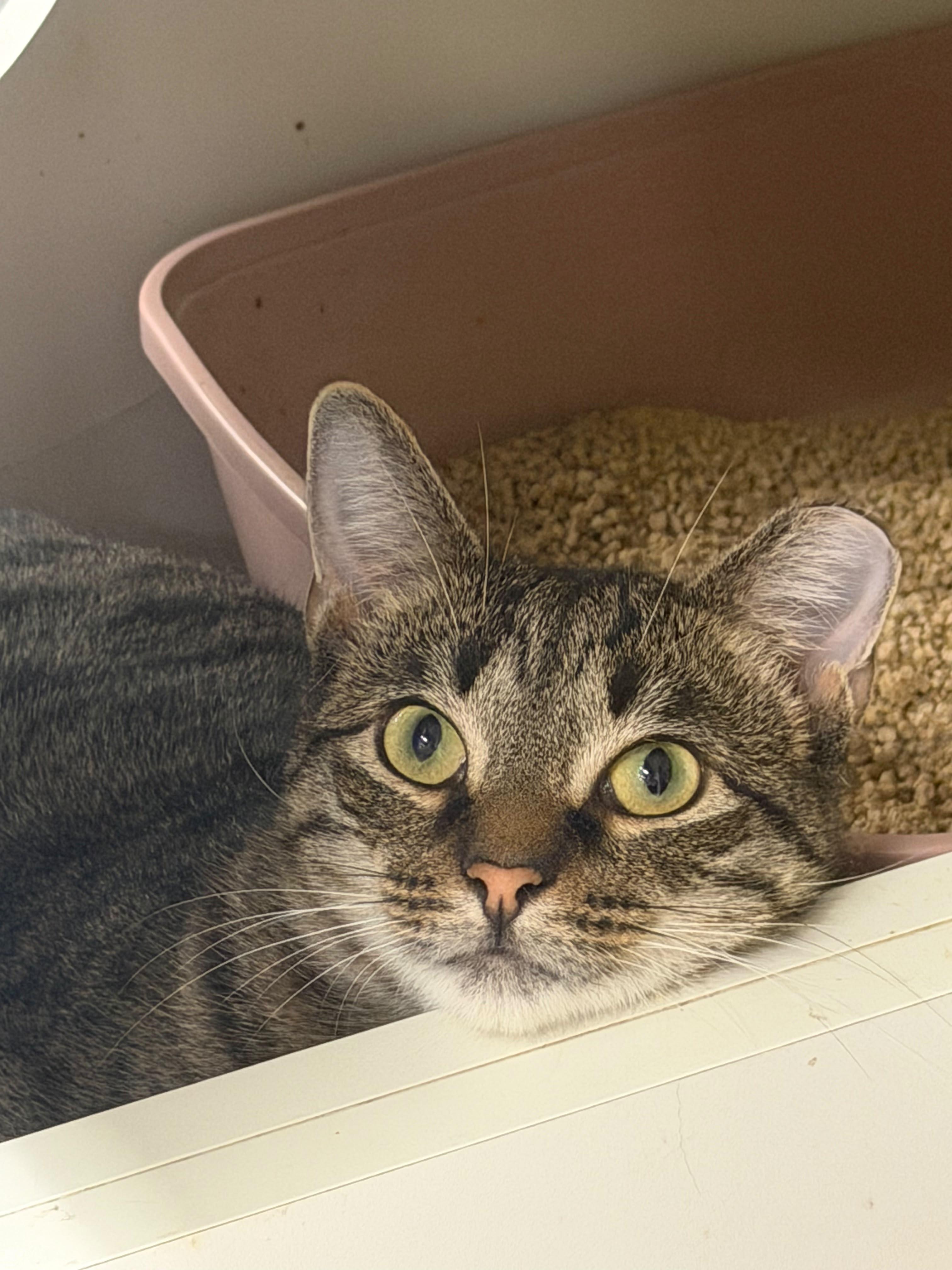 Enlarge Clyde, a Adoptable Domestic Short Hair in Clark, NJ image 1/3