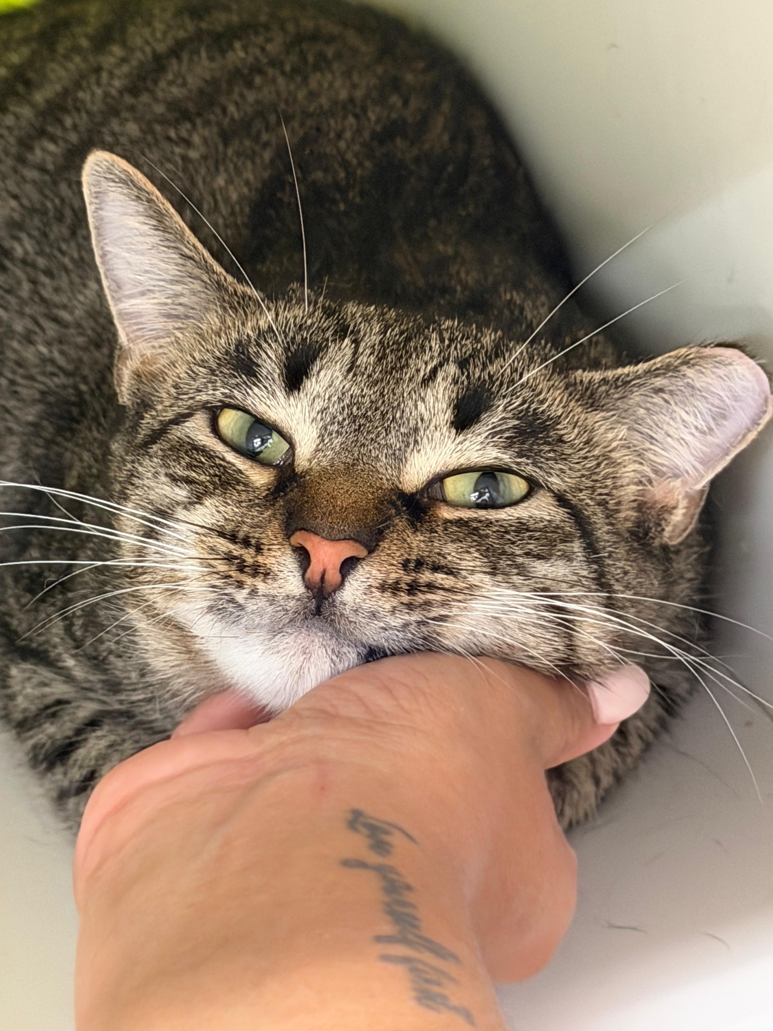 Clyde and Koios, Adoptable, Adult Male Domestic Short Hair.