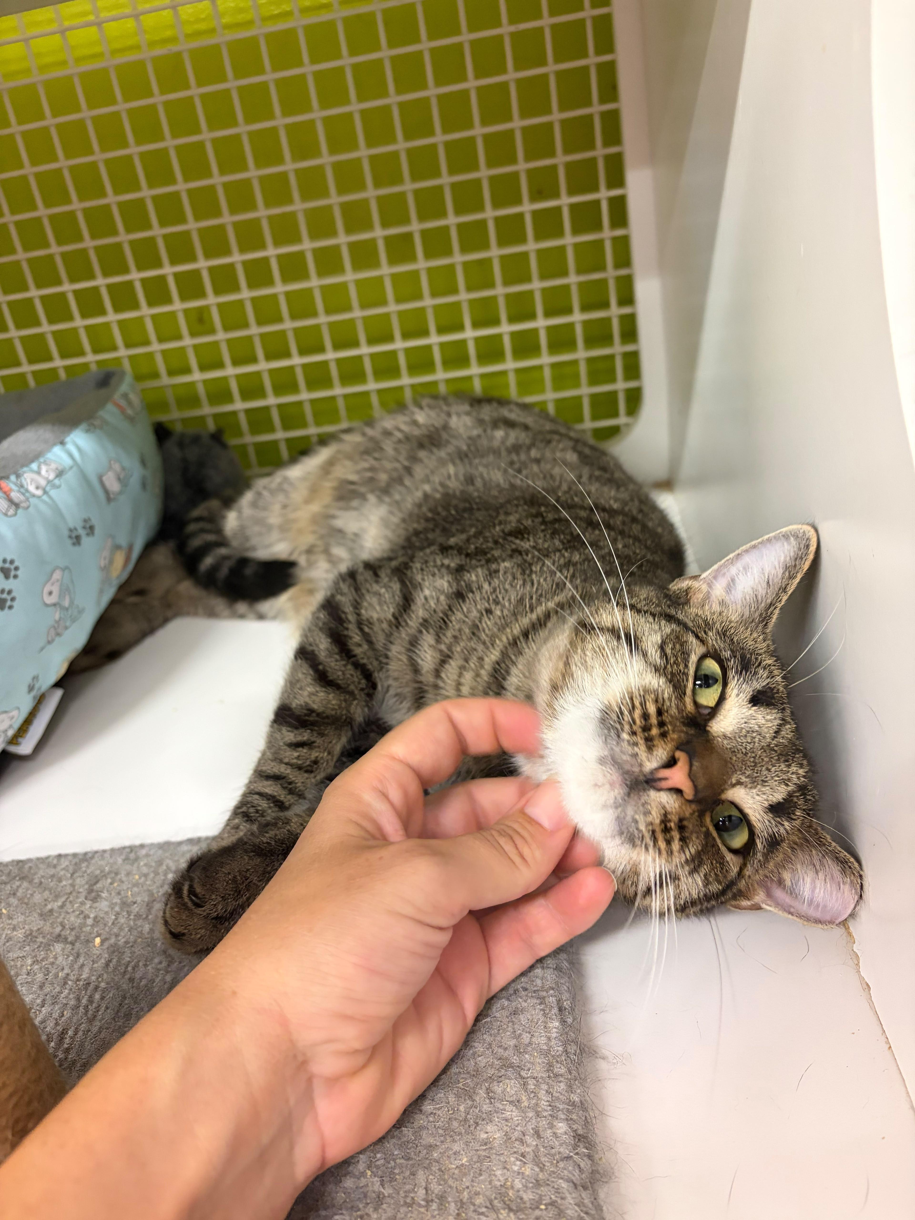 Enlarge Clyde, a Adoptable Domestic Short Hair in Clark, NJ image 3/3