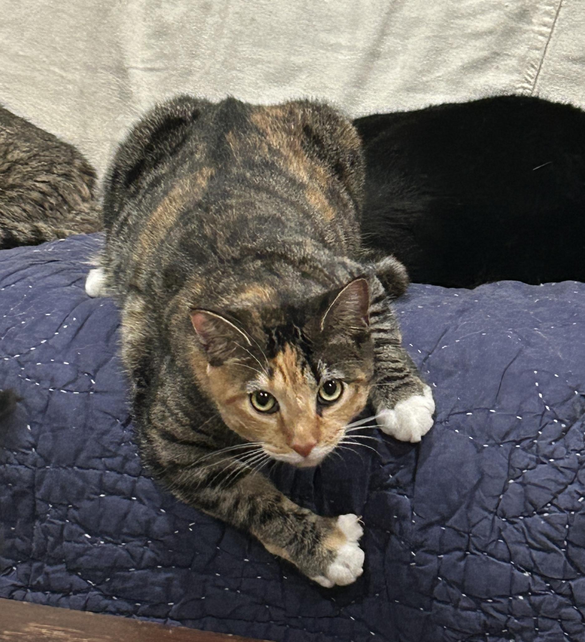 Rowan, Adoptable, Young Female Domestic Short Hair.