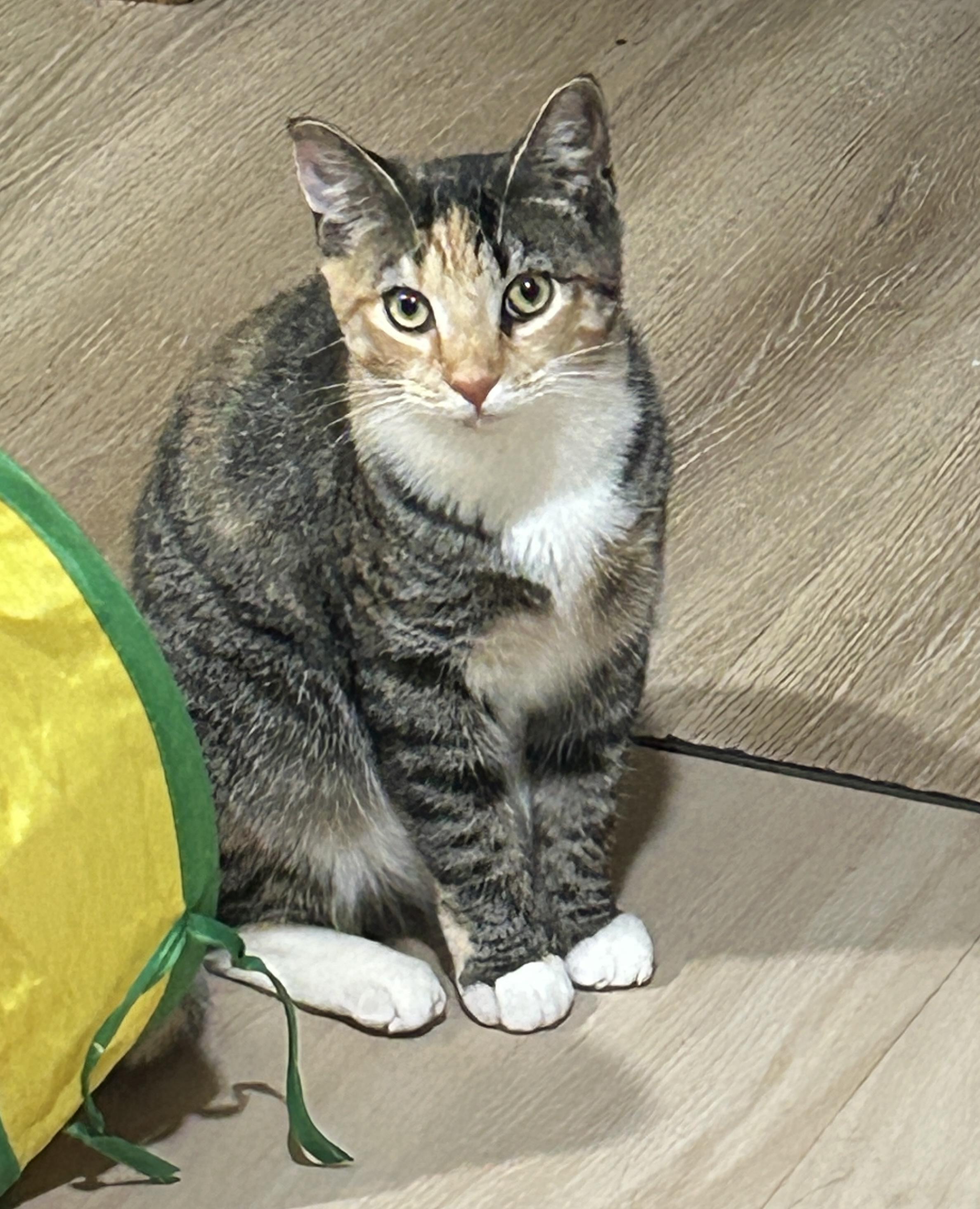 Enlarge Rowan, a Adoptable mixed breed in Havertown, PA image 2/6