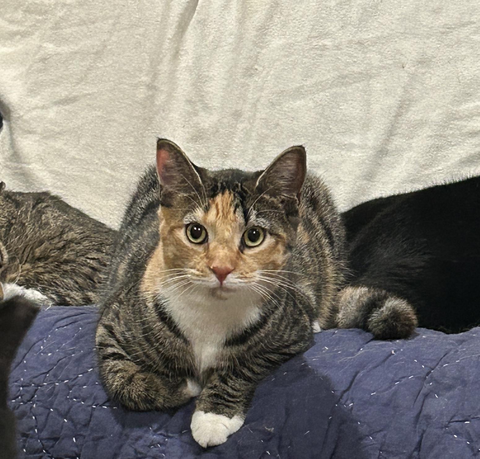 Enlarge Rowan, a Adoptable mixed breed in Havertown, PA image 3/6