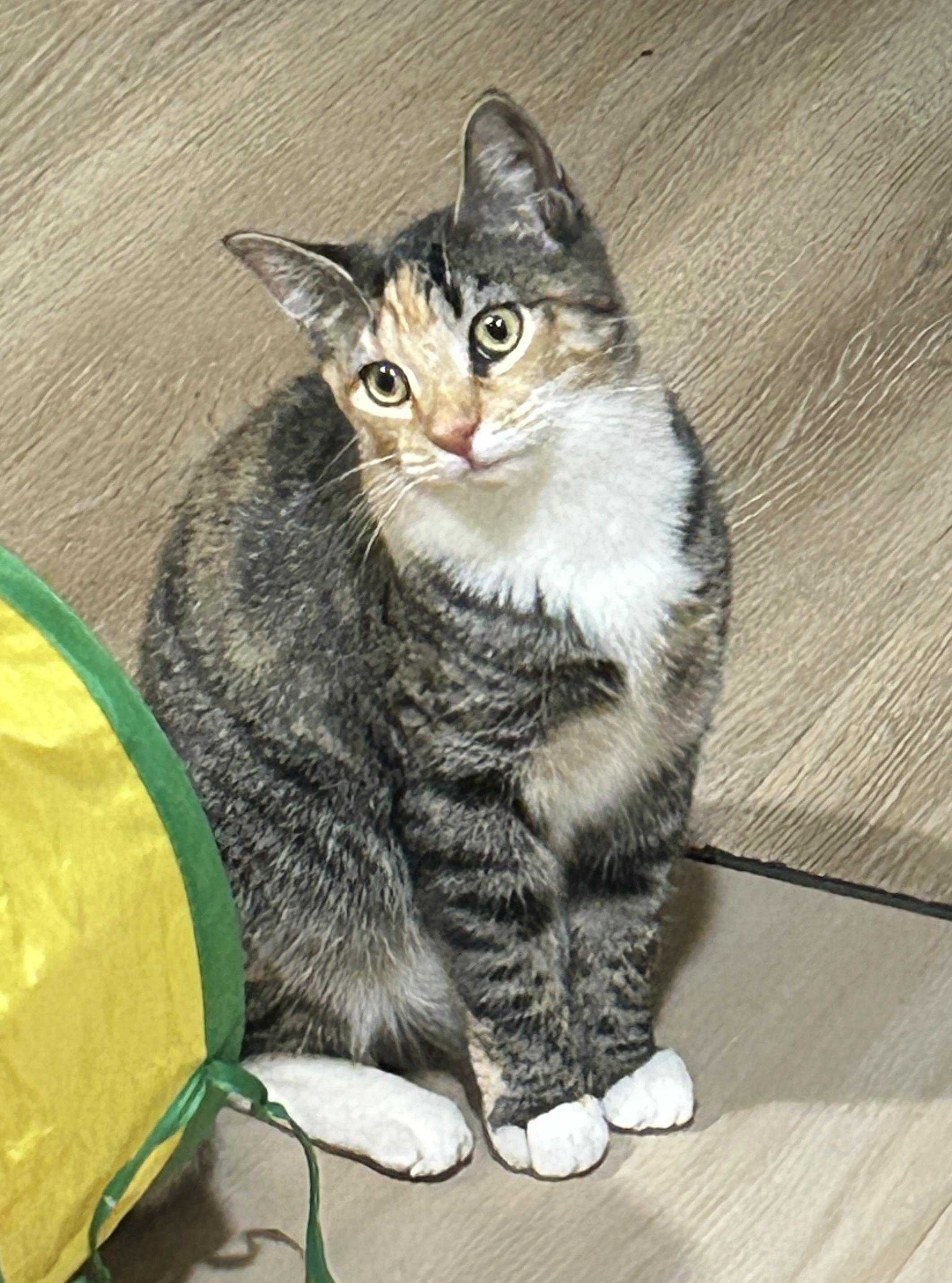 Enlarge Rowan, a Adoptable mixed breed in Havertown, PA image 4/6