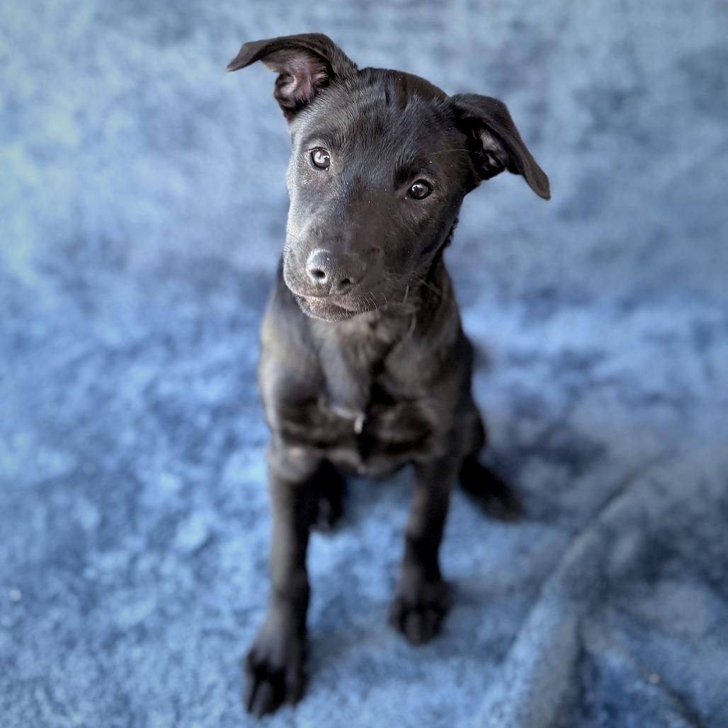 Tiffany, Adoptable, Puppy Female Mixed Breed.