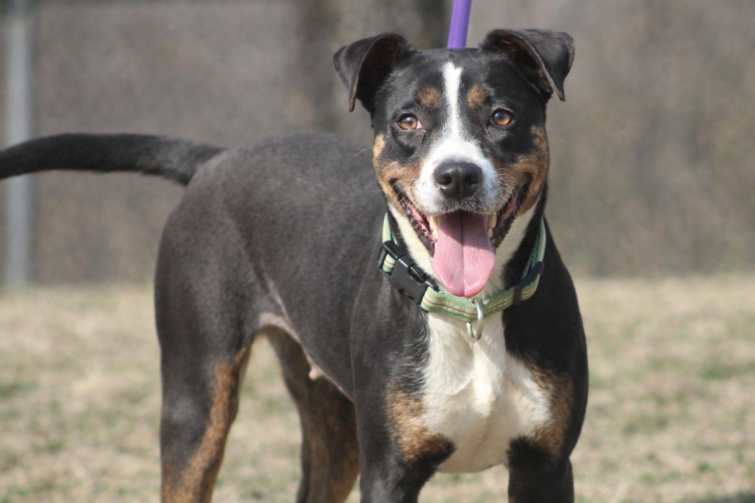 Enlarge Raya, an adopted mixed breed in Conway, AR image 1/1