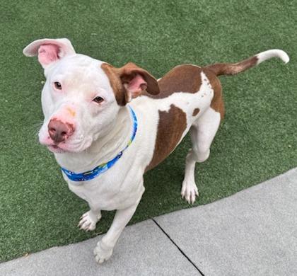 Hendrix, Adoptable, Adult Male Pit Bull Terrier & Mixed Breed.