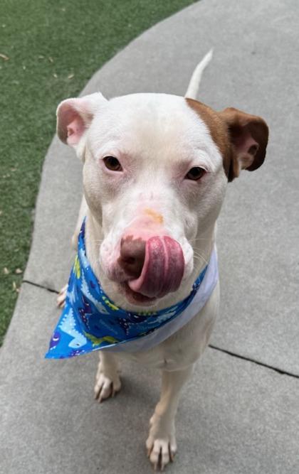 Enlarge Hendrix, a Adoptable mixed breed in Lewisville, TX image 2/3