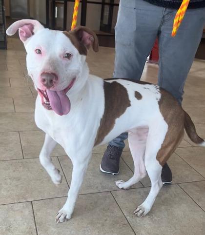 Enlarge Hendrix, a Adoptable mixed breed in Lewisville, TX image 3/3