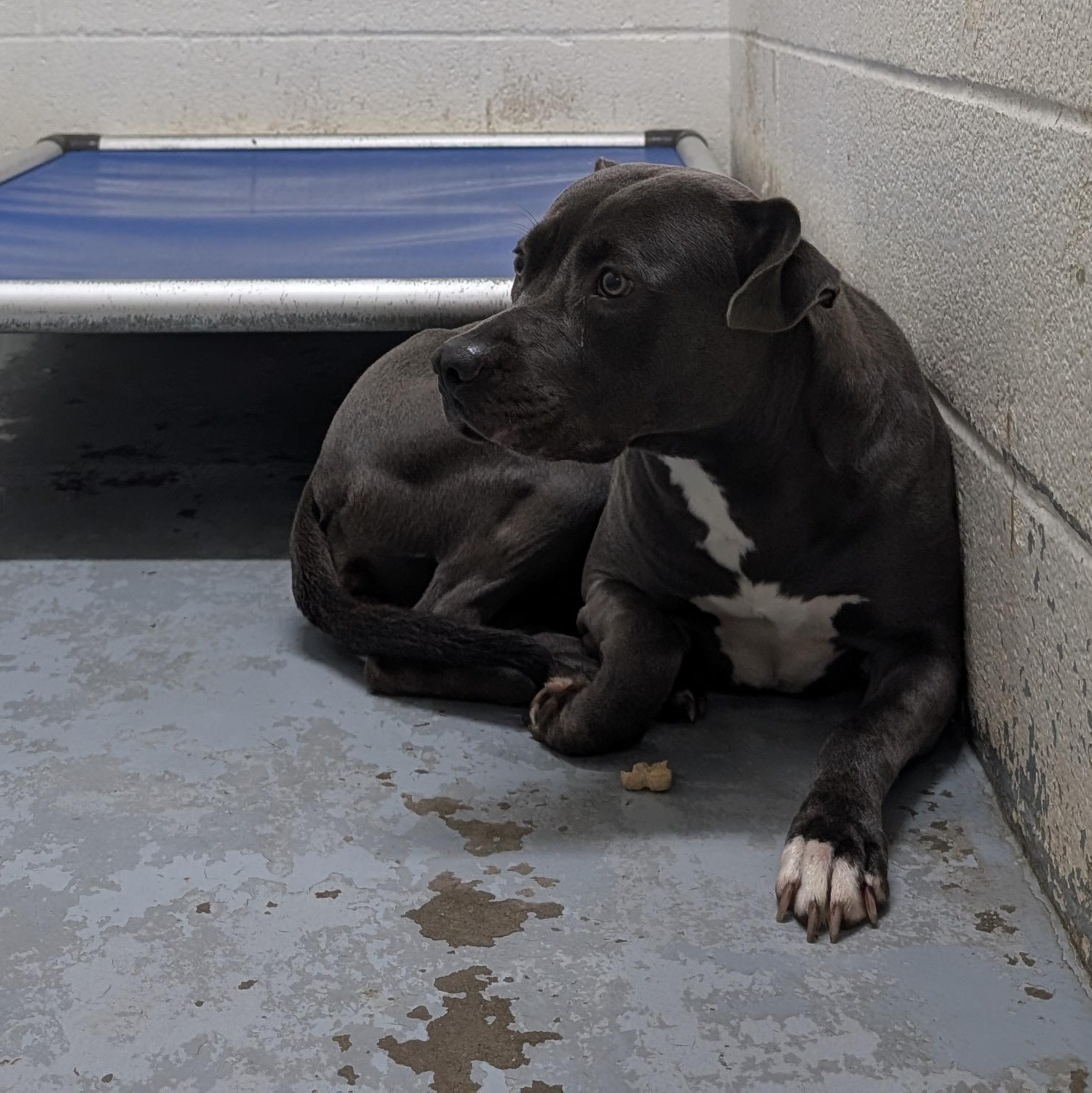 191780 LOOKING FOR OWNER, ADOPTABLE, Adult Female Pit Bull Terrier.
