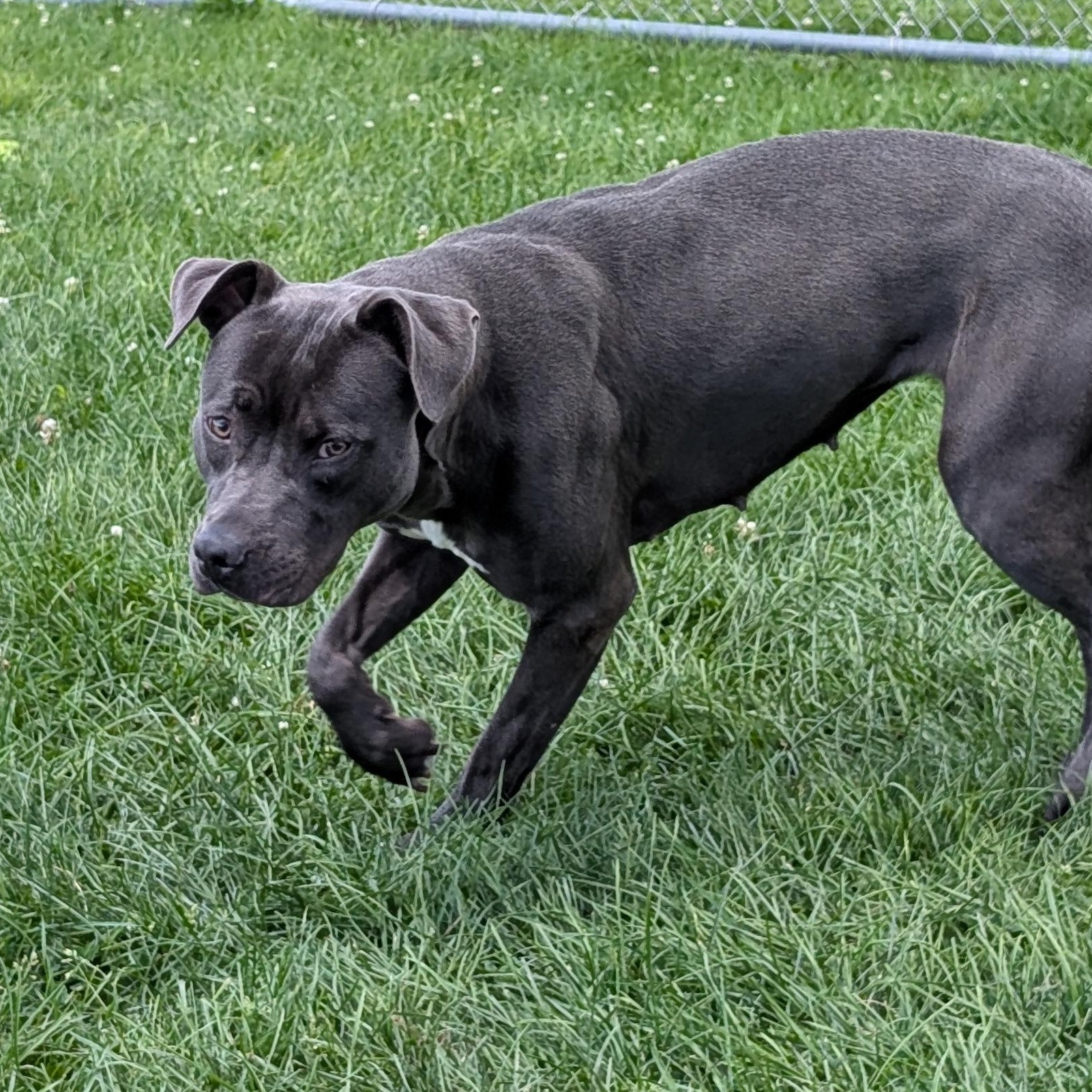 191780 Rebel, a ADOPTABLE Pit Bull Terrier in Ravenna, OH image 2/5