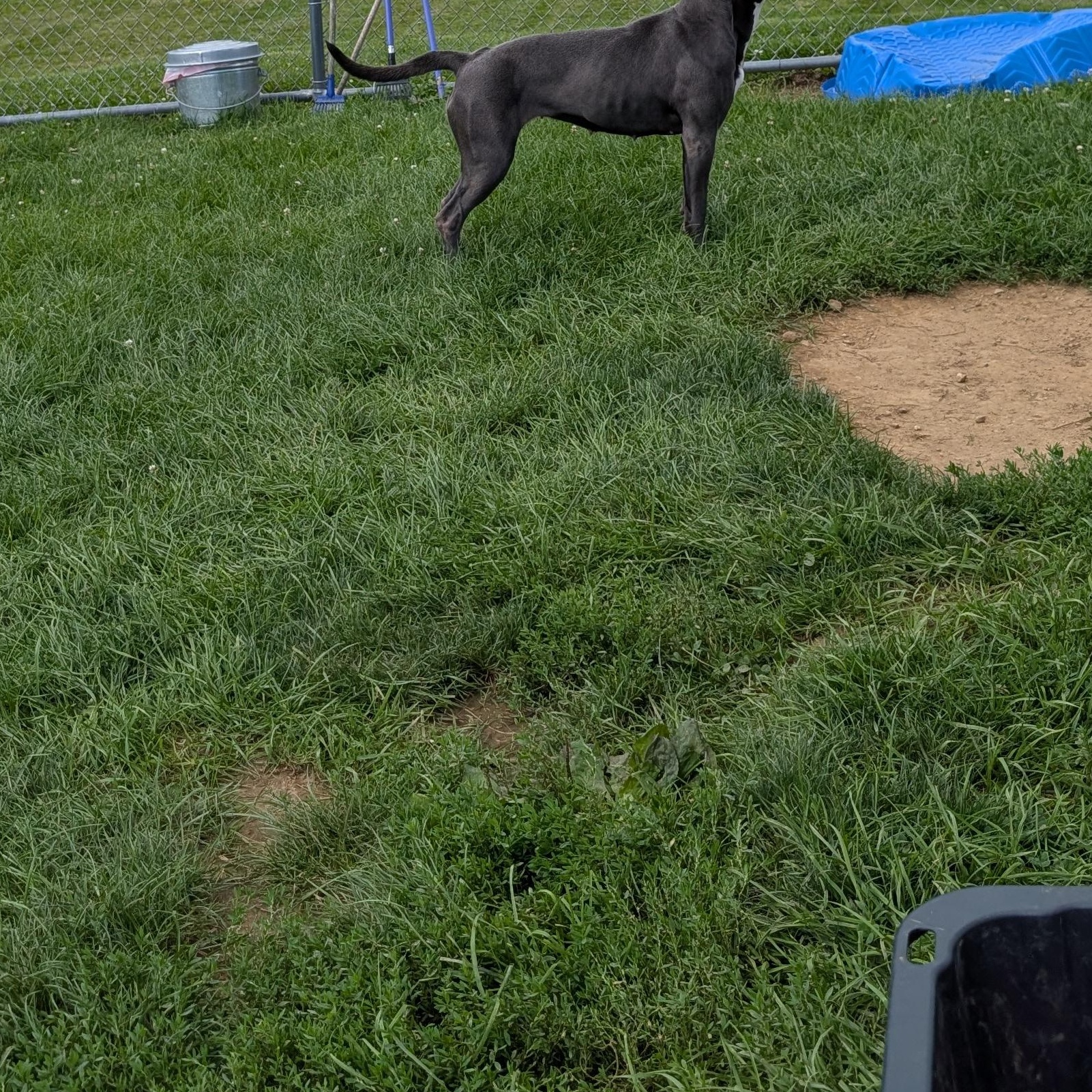 191780 Rebel, a ADOPTABLE Pit Bull Terrier in Ravenna, OH image 3/5