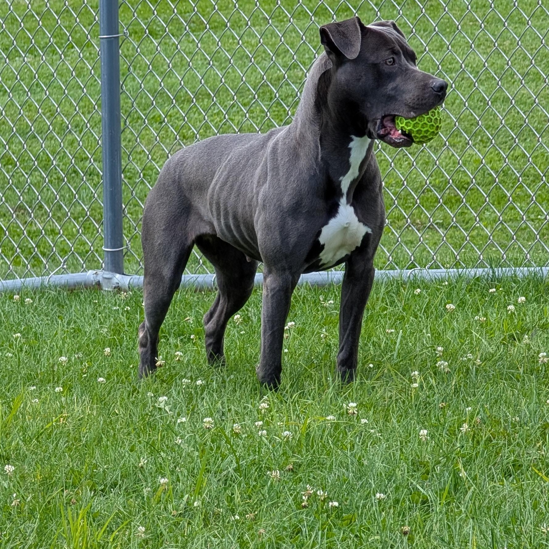 191780 LOOKING FOR OWNER, ADOPTABLE, Adult Female Pit Bull Terrier.