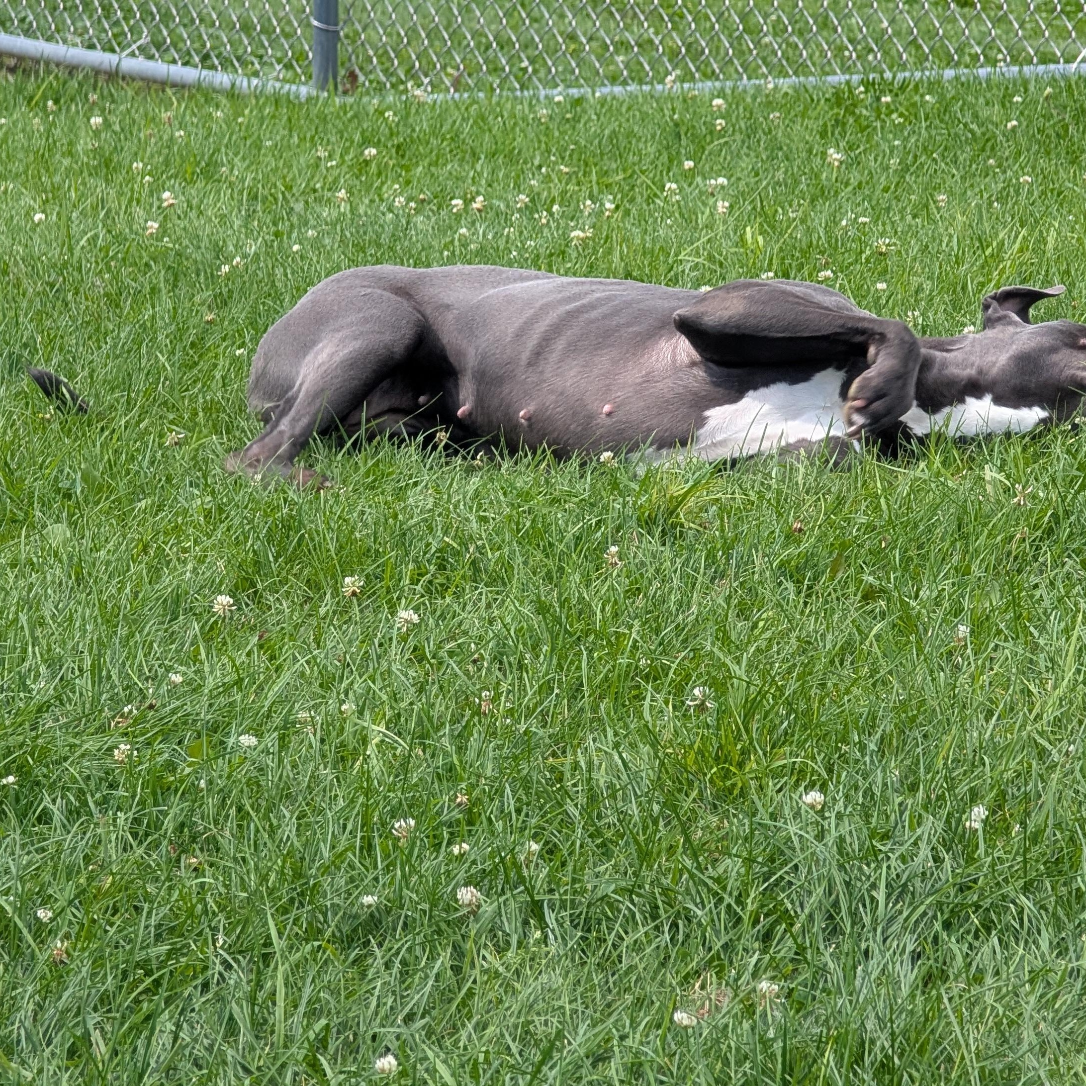 191780 Rebel, a ADOPTABLE Pit Bull Terrier in Ravenna, OH image 4/5