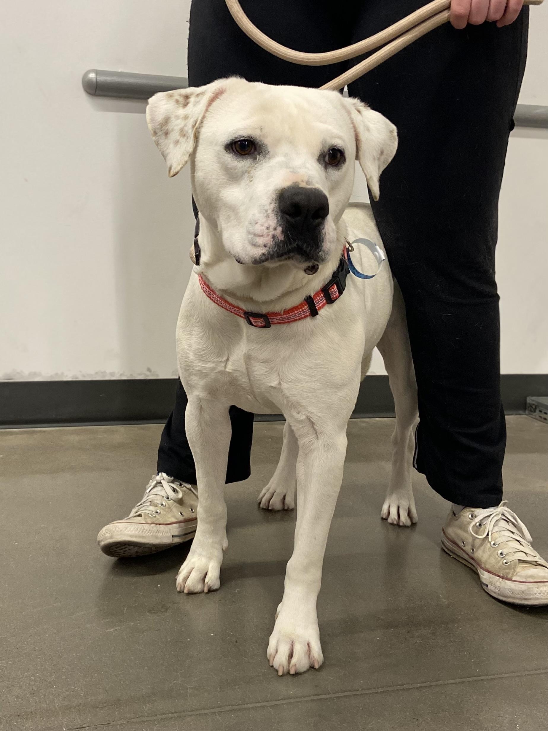 Barron, adoptable, Adult Male Bulldog & Pit Bull Terrier.