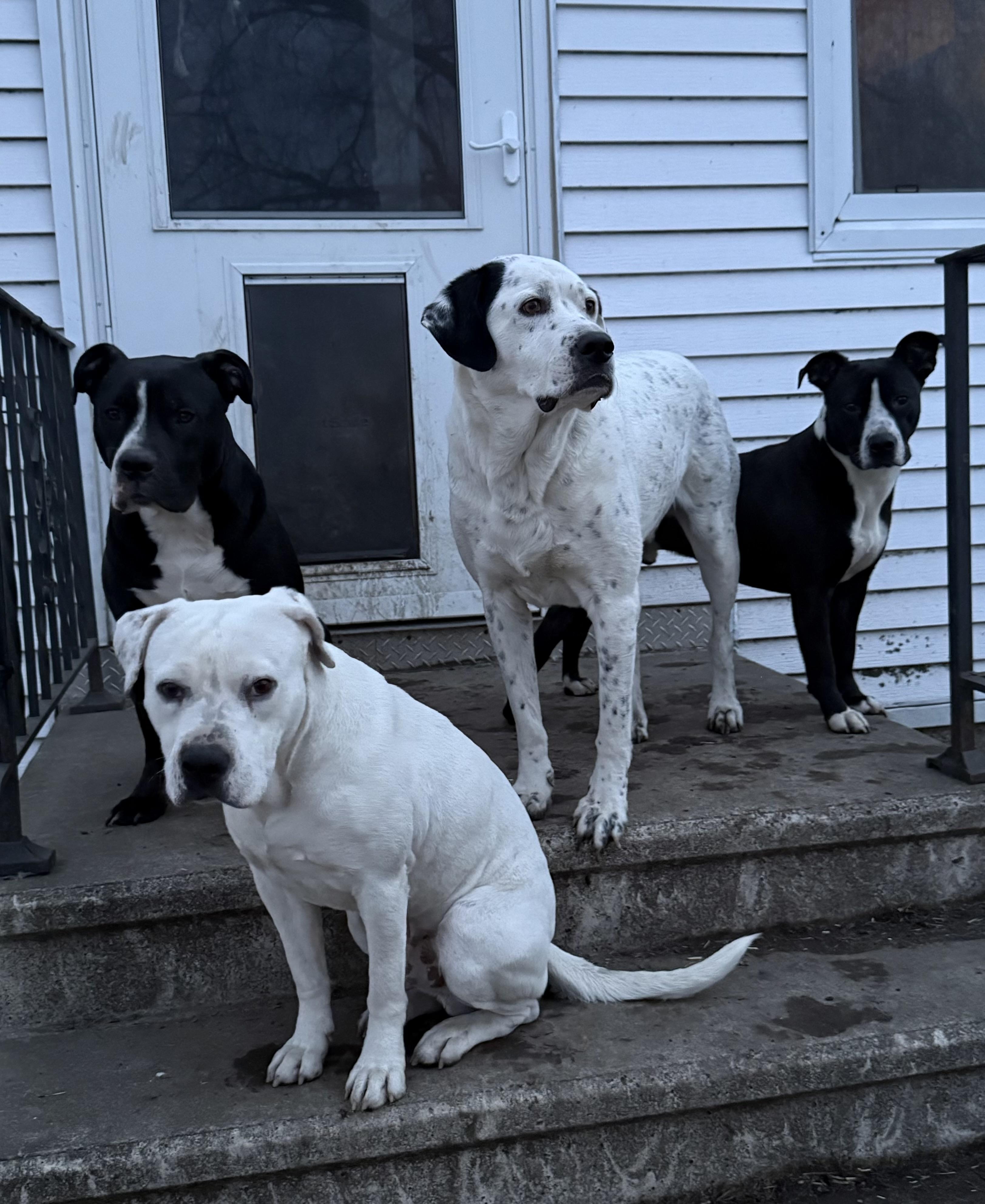 Enlarge Barron, an adoptable mixed breed in Zimmerman, MN image 3/4