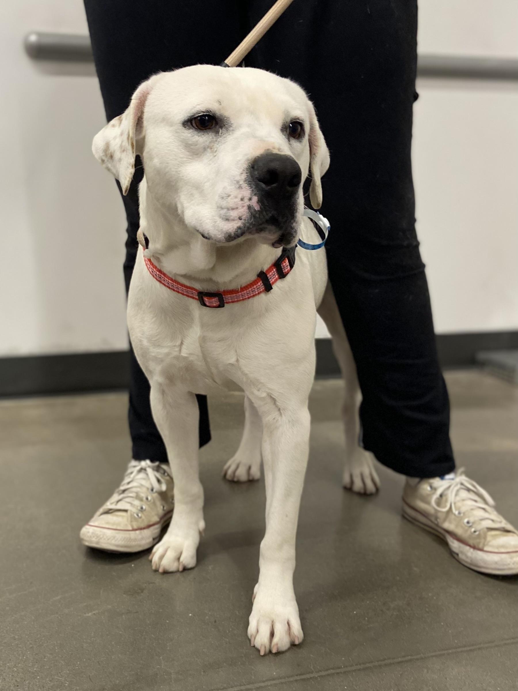 Enlarge Barron, an adoptable mixed breed in Zimmerman, MN image 2/4