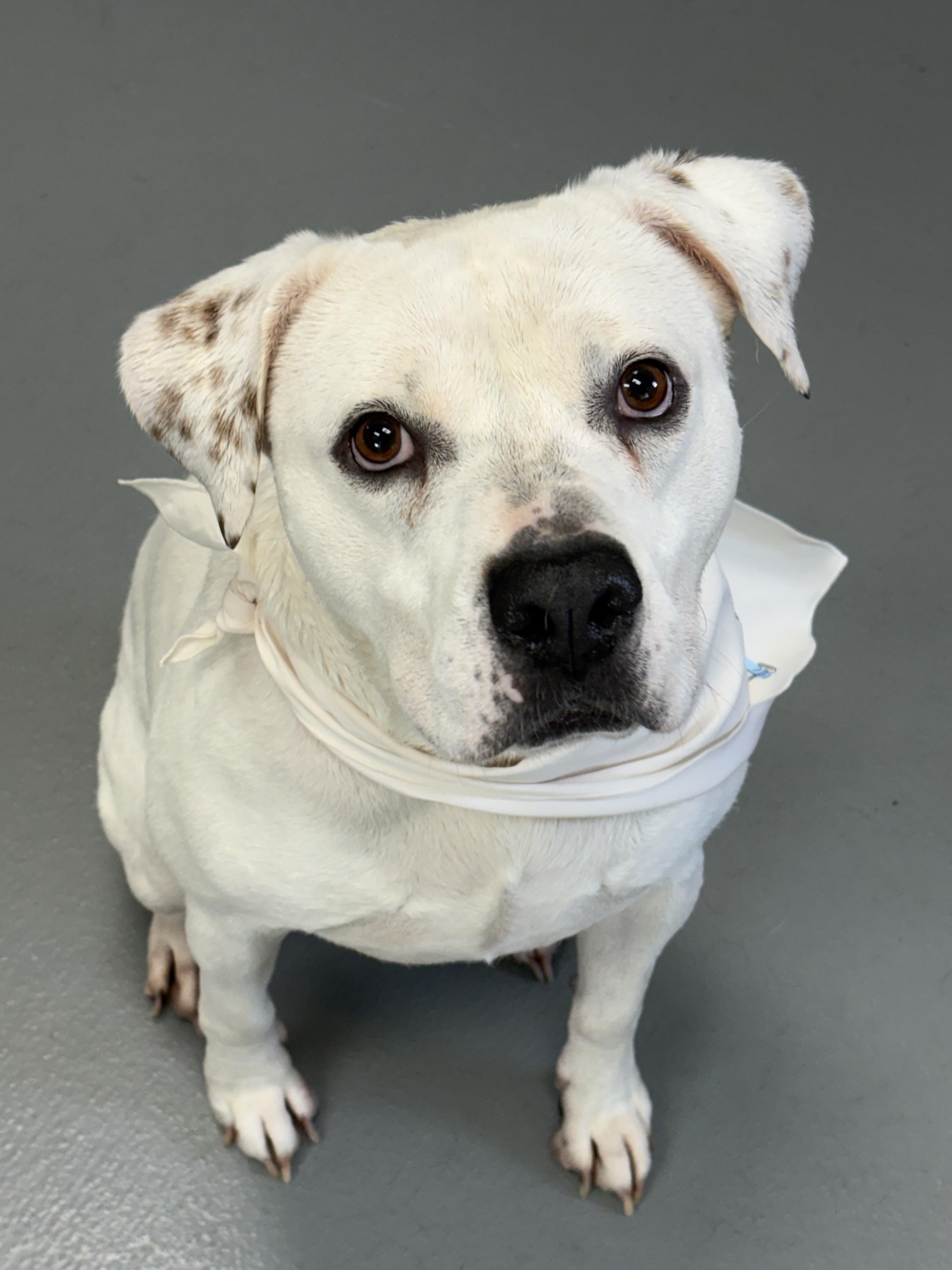 Barron, an adoptable mixed breed in Zimmerman, MN image 4/4