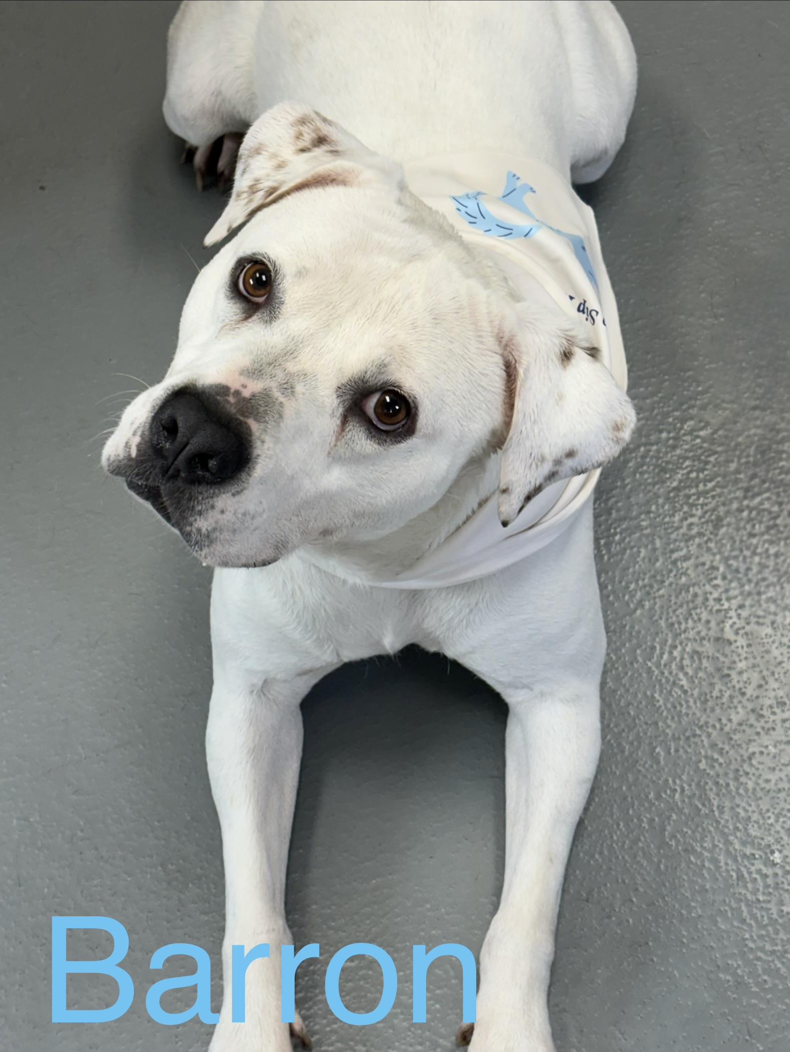 Barron, an adoptable mixed breed in Zimmerman, MN image 1/4