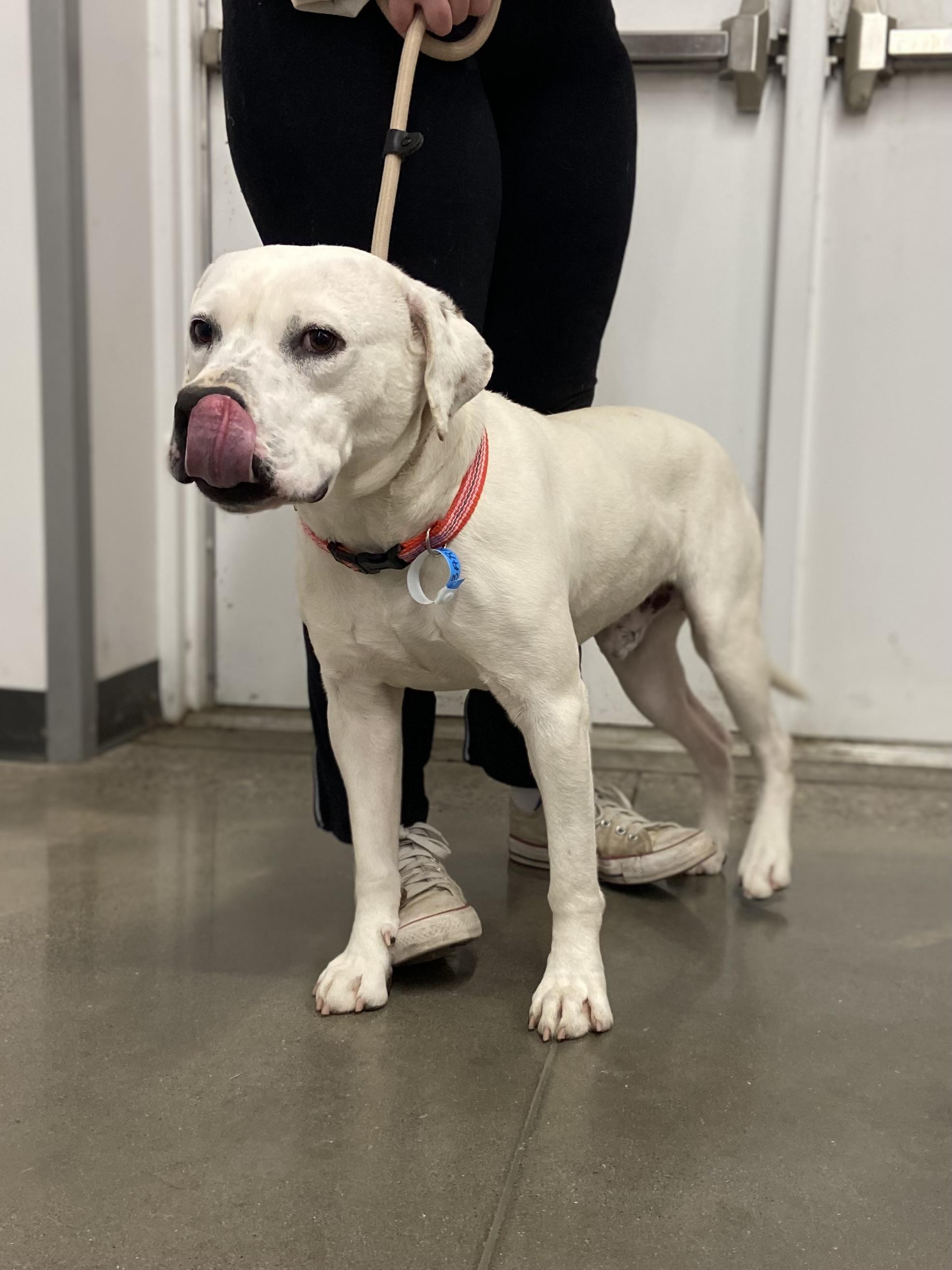 Enlarge Barron, an adoptable mixed breed in Zimmerman, MN image 4/4