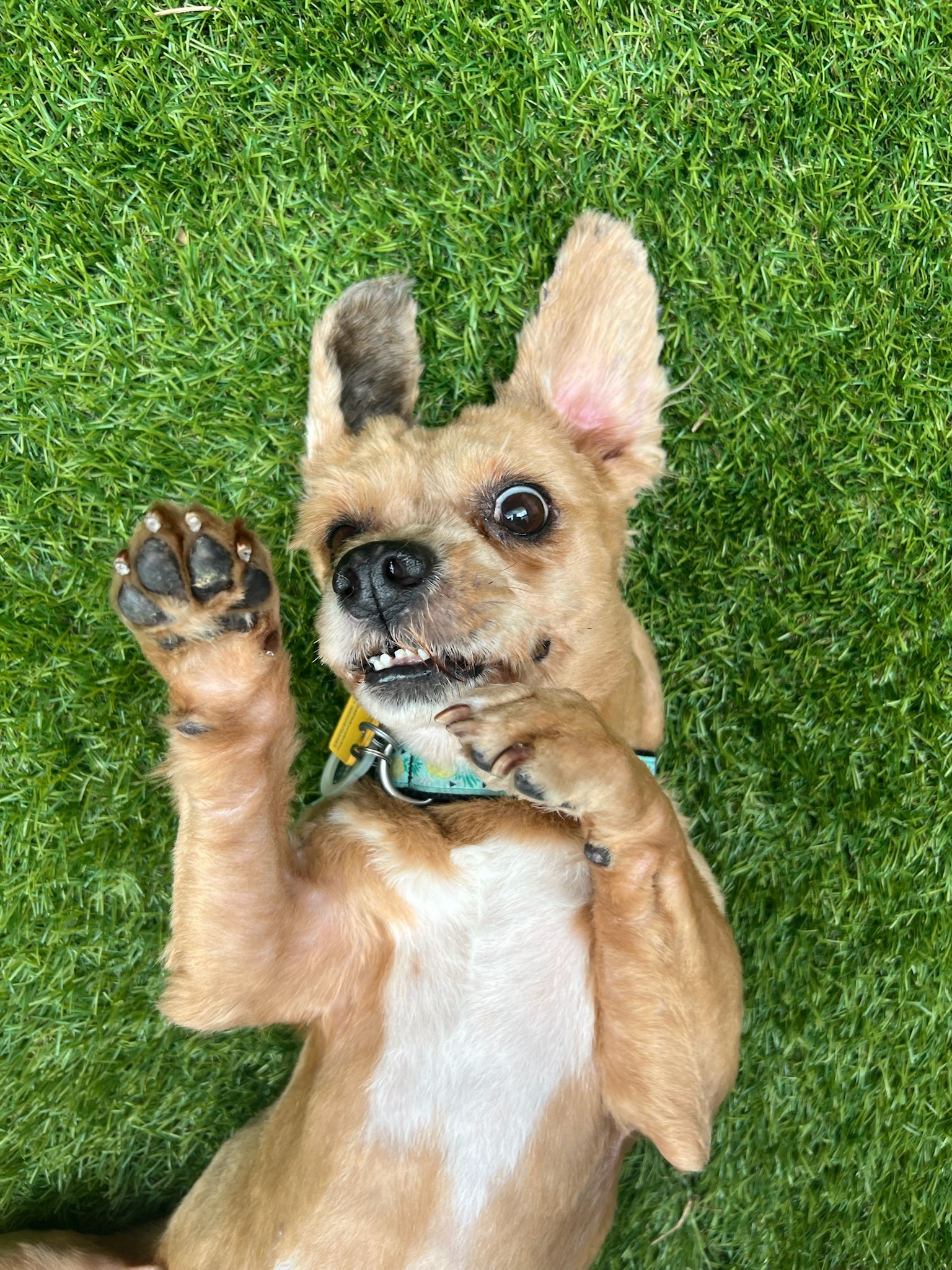 Dog for adoption Archie, a Shih Tzu Mix in Castleton, VT Petfinder