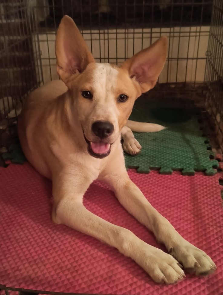 Tricia, a Adoptable mixed breed in Chesapeake, VA image 3/5