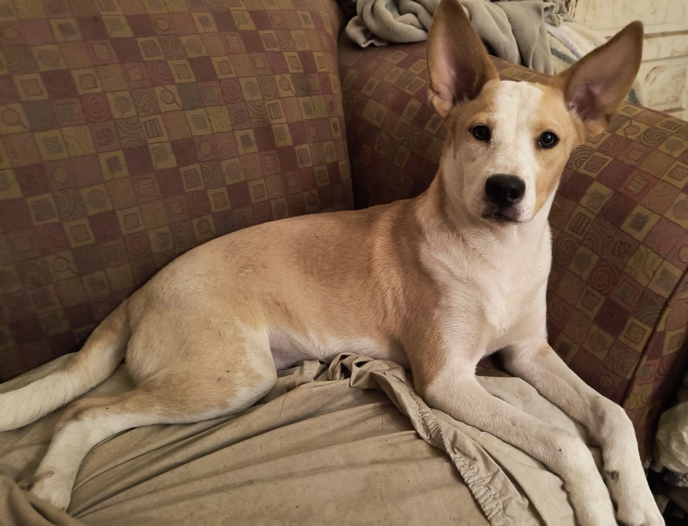 Tricia, a Adoptable mixed breed in Chesapeake, VA image 4/5