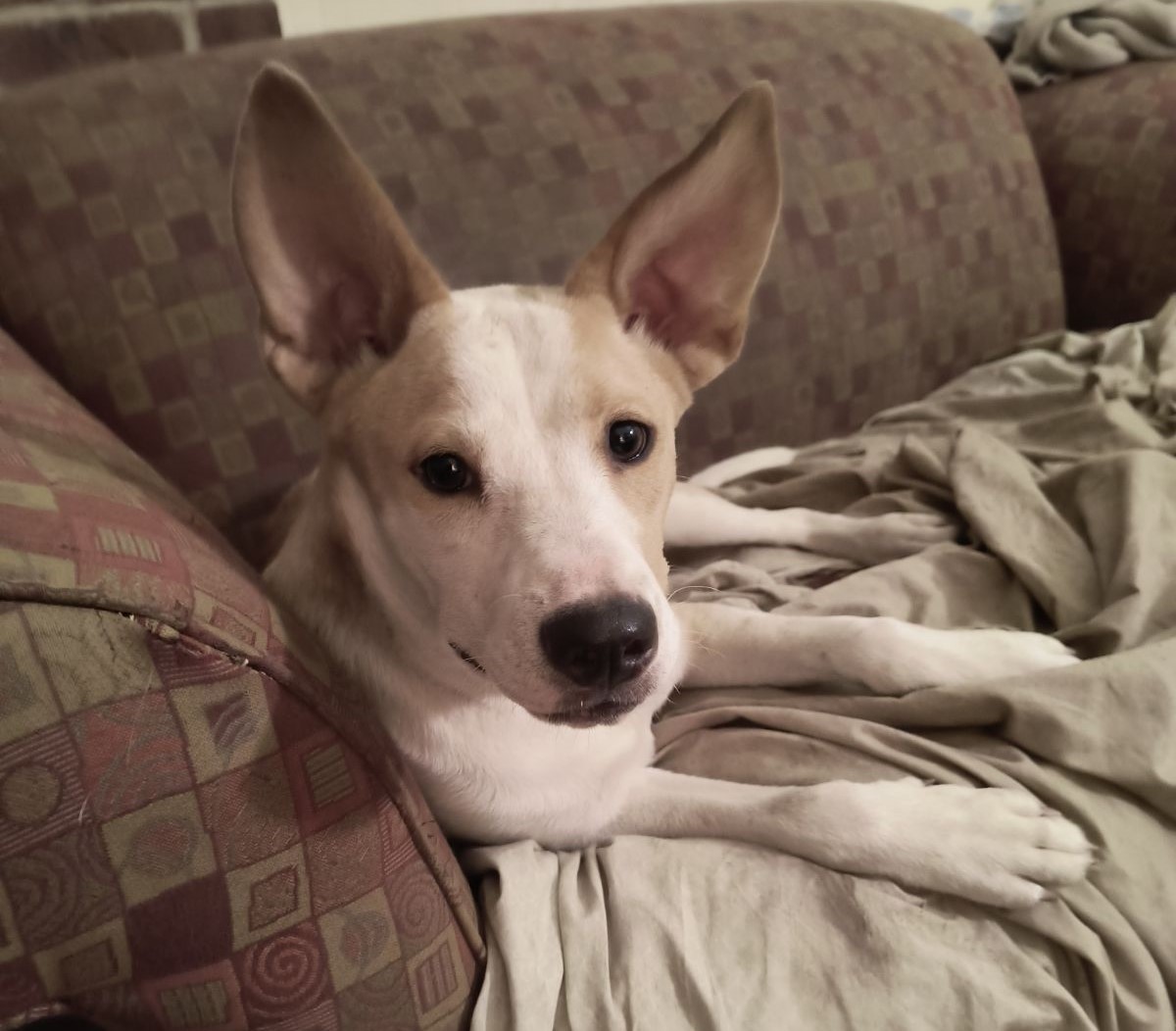 Tricia, a Adoptable mixed breed in Chesapeake, VA image 1/5