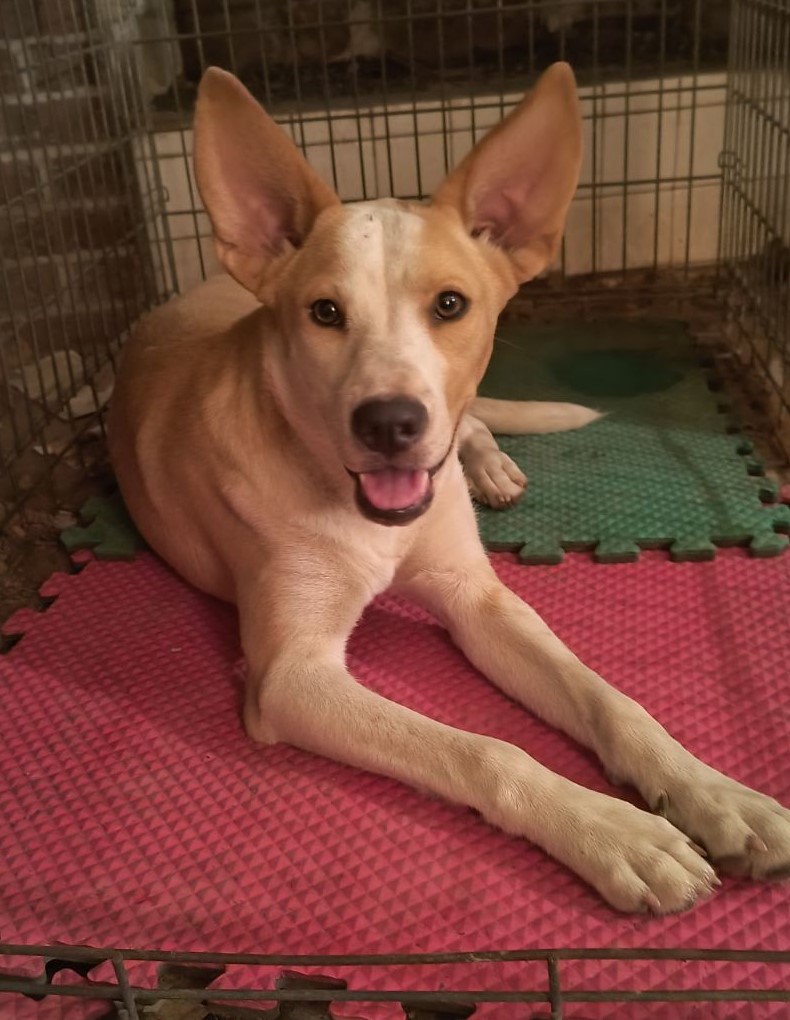 Tricia, a Adoptable mixed breed in Chesapeake, VA image 5/5