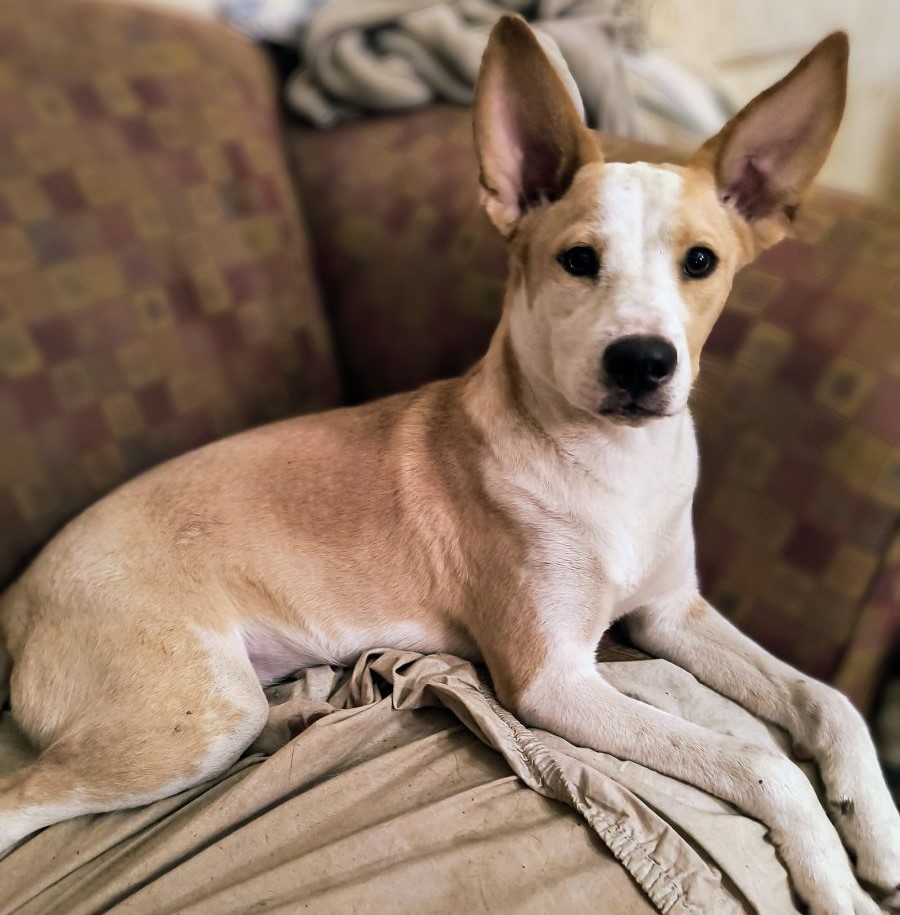 Tricia, a Adoptable mixed breed in Chesapeake, VA image 2/5