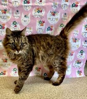 Sofia — thumbnail 2