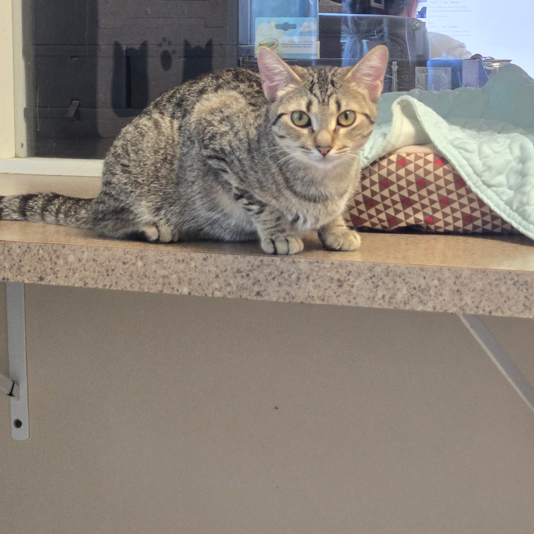 Enlarge Sidney, a ADOPTABLE Domestic Short Hair in West Branch, MI image 1/1