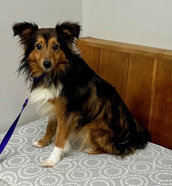 Enlarge MOXIE, a Adopted Shetland Sheepdog / Sheltie in Shell Knob, MO image 1/5