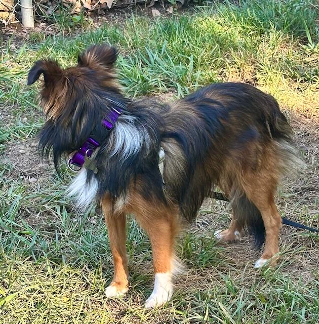 Enlarge MOXIE, a Adopted Shetland Sheepdog / Sheltie in Shell Knob, MO image 2/5
