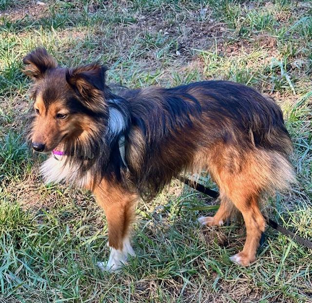 Enlarge MOXIE, a Adopted Shetland Sheepdog / Sheltie in Shell Knob, MO image 3/5