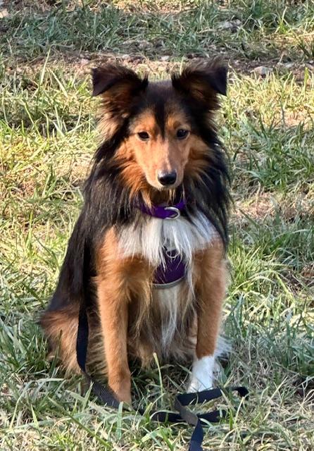 Enlarge MOXIE, a Adopted Shetland Sheepdog / Sheltie in Shell Knob, MO image 4/5