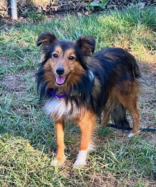 Enlarge MOXIE, a Adopted Shetland Sheepdog / Sheltie in Shell Knob, MO image 5/5